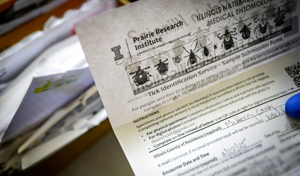 A sheet of paper with ticks on it and instructions to do tick-identification