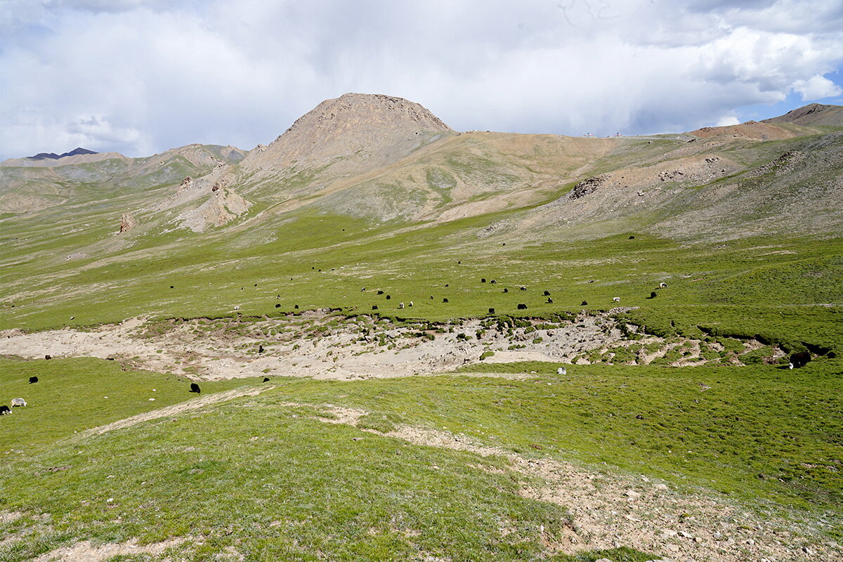 A hilly area with animals grazing