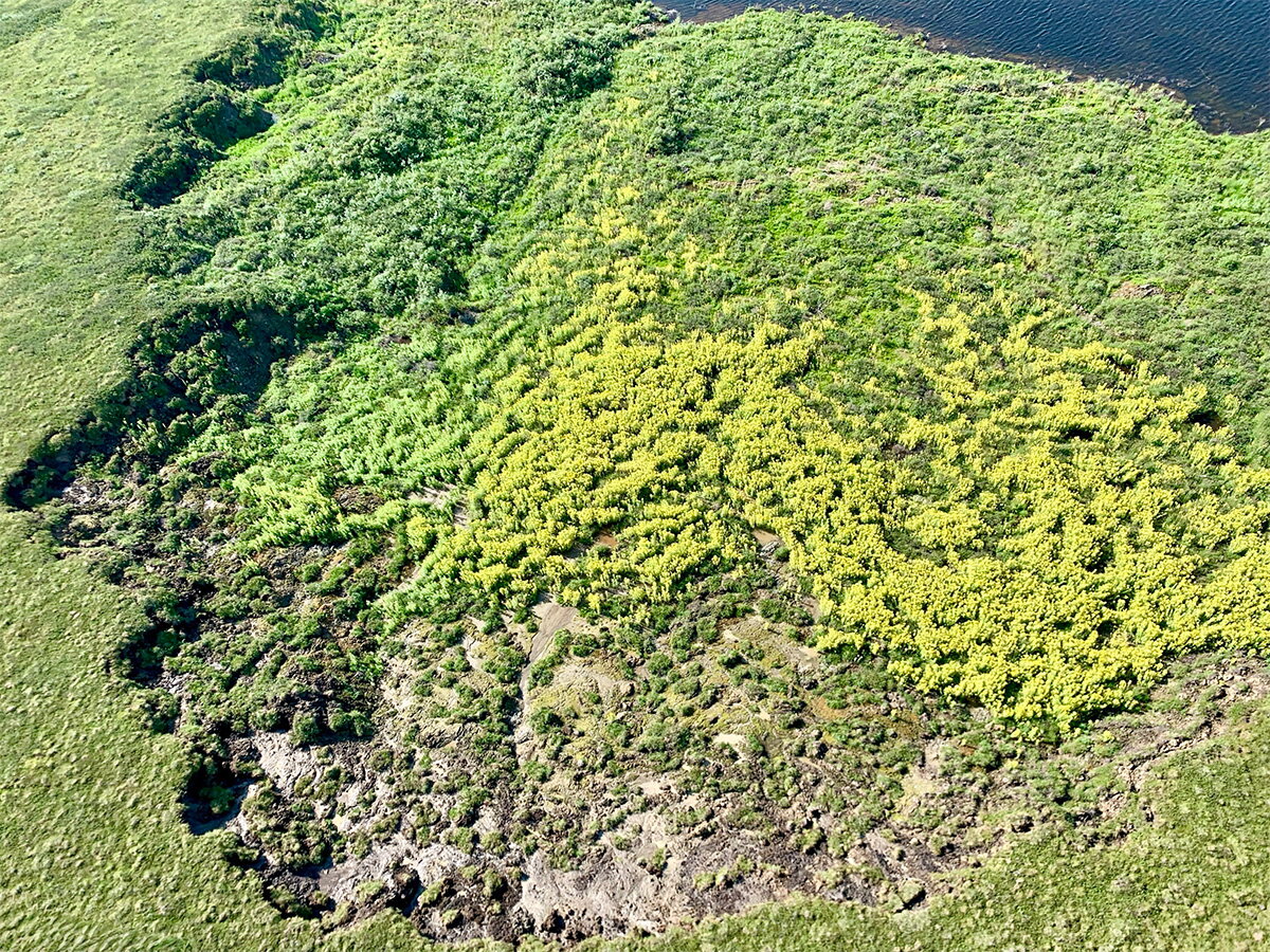 A hillside with green vegetation next to a body of water
