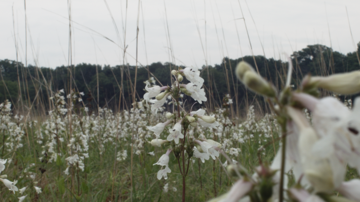 White flowery plants in a field