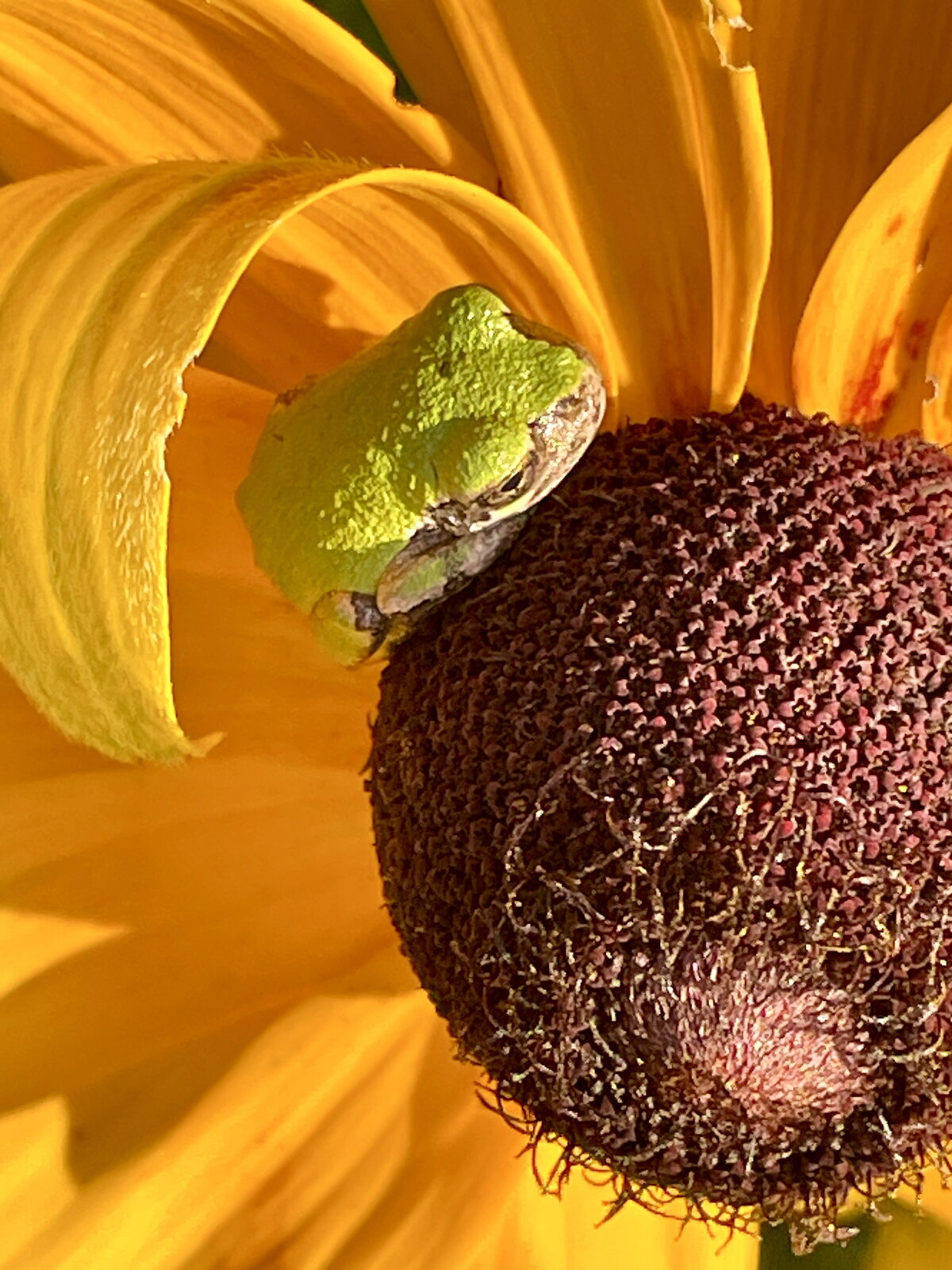 A green frog hiding in a sunflower