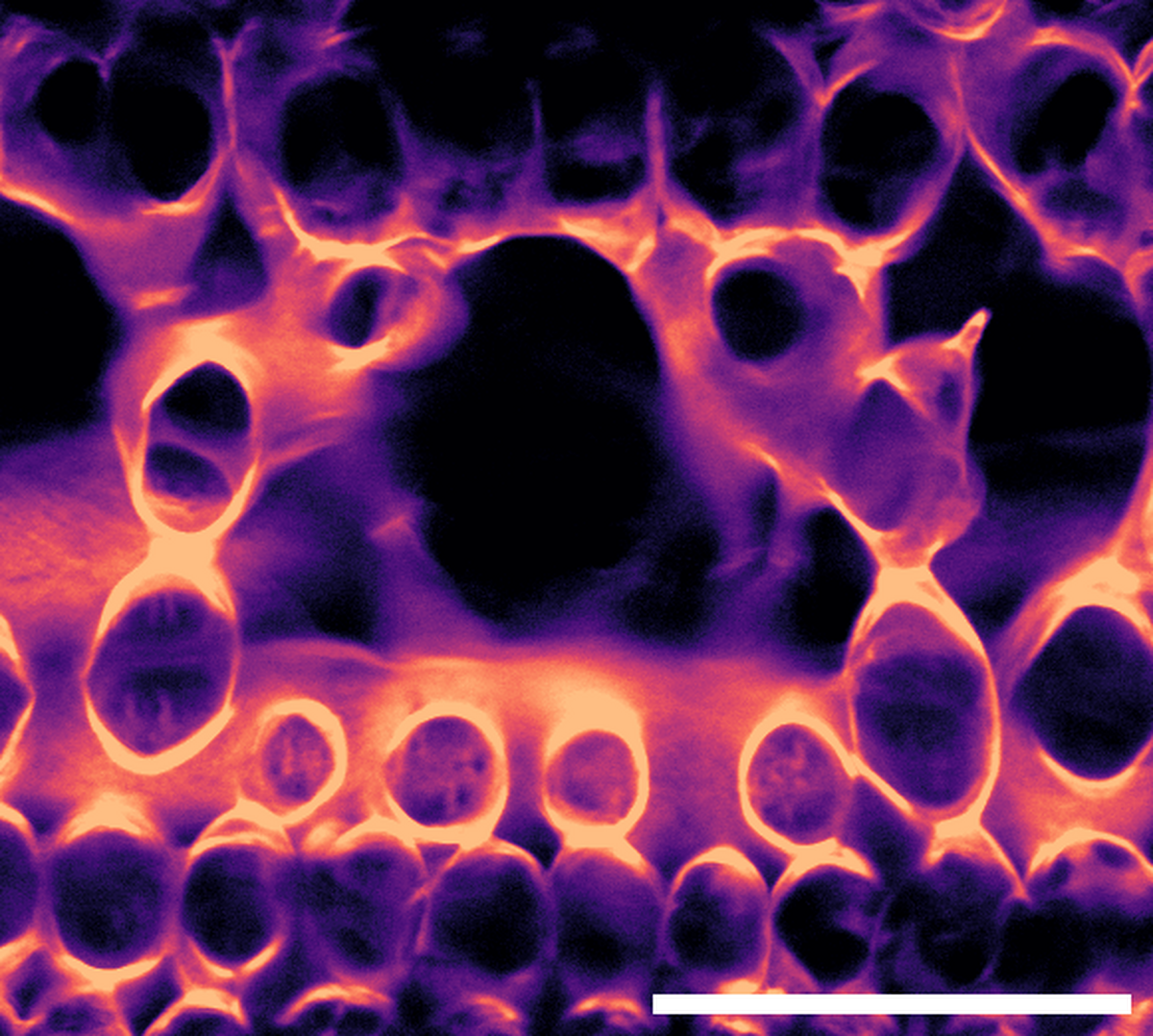 A machine-learning labeled cross-section of a sorghum leaf generated with microCT imaging