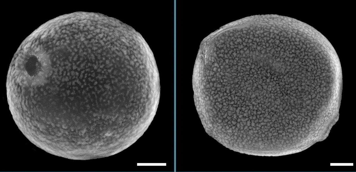 Side by side microscopic image of grass