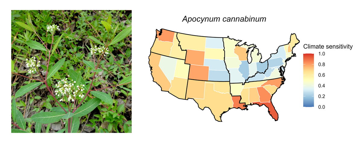 A split infographic with green plant with white flowers on the left and a map of the United States on the right