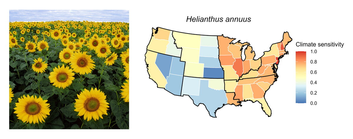 A split infographic with flowers that have yellow leaves on the left and a map of the United States on the right