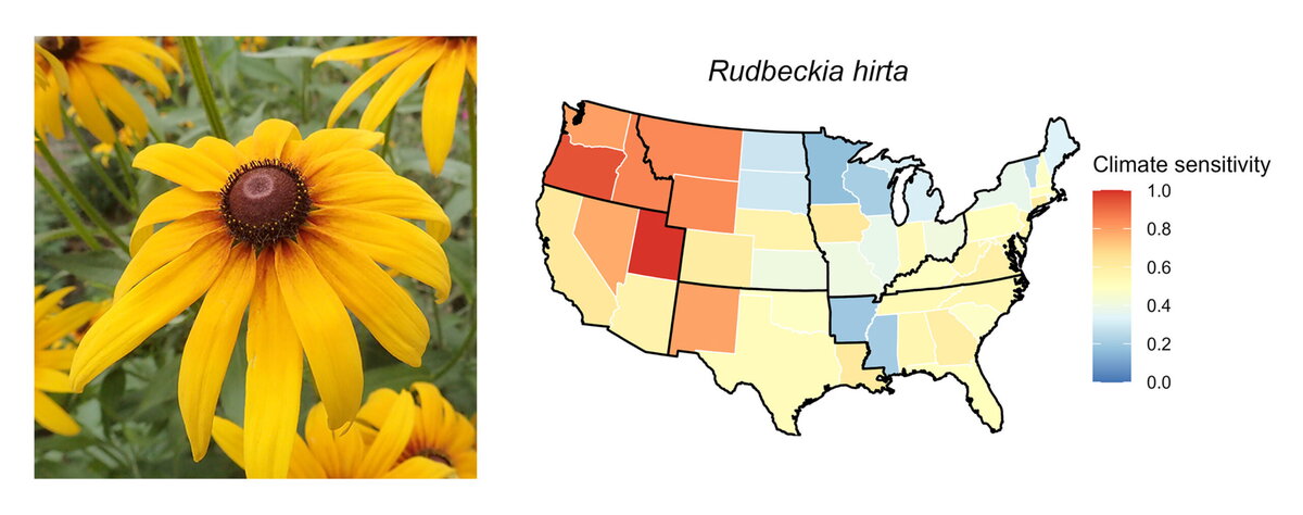 An infographic with a yellow flower on the left and a map of the united states on the right