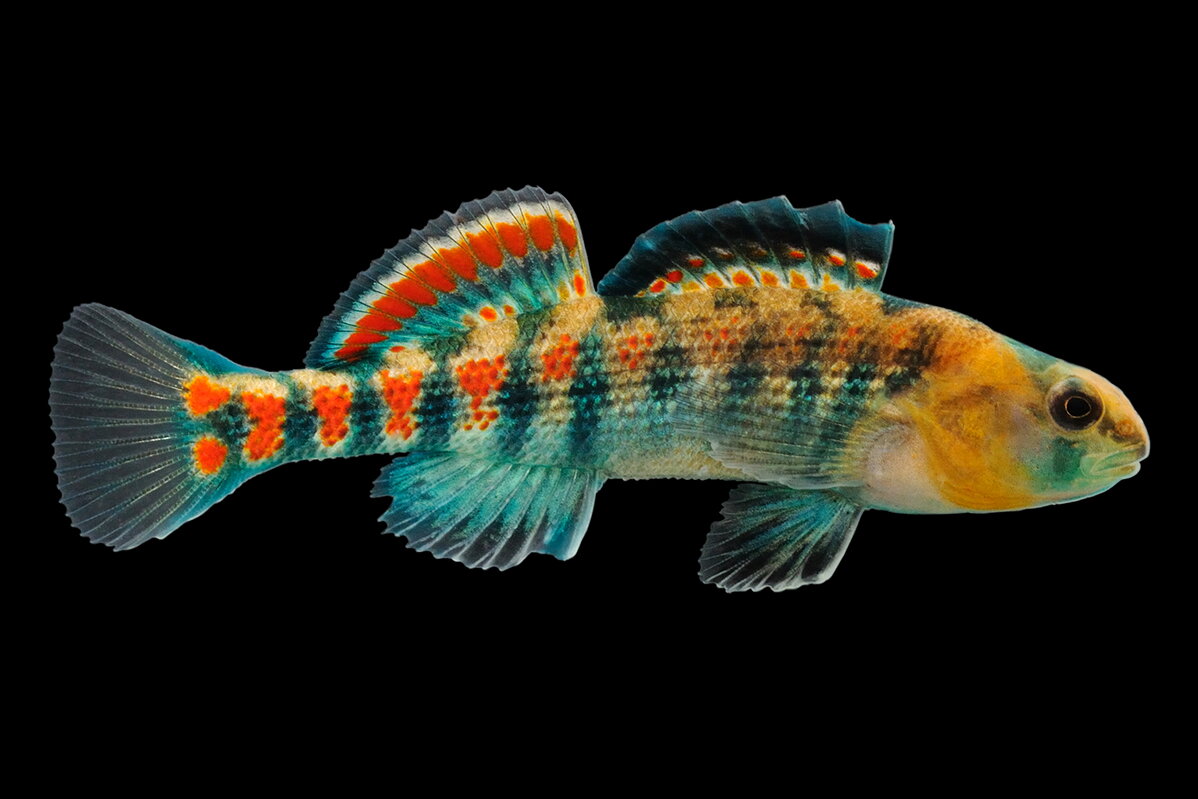 Colorful fish on dark background