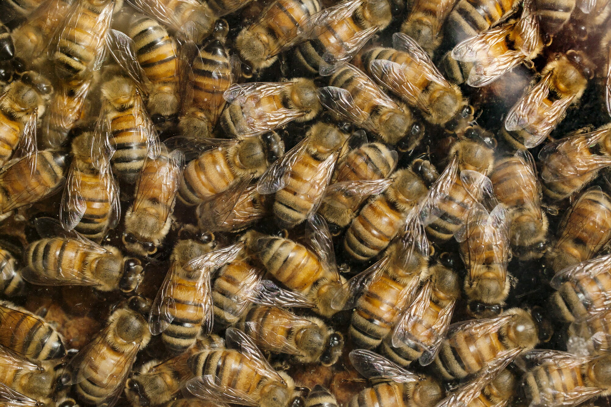 Cluster of bees