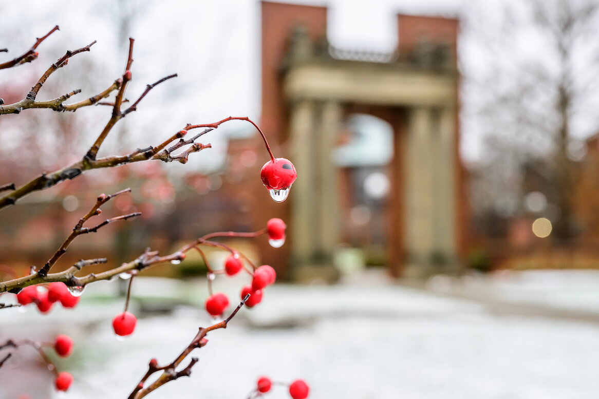 partially frozen winter berries