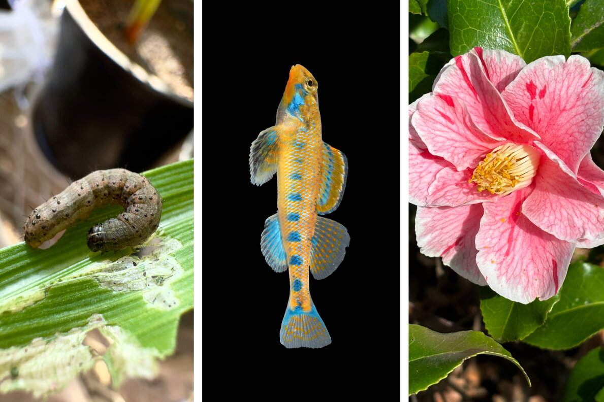 A three photo split with a catepillar on the left, a fish in the middle, and a flower on the right