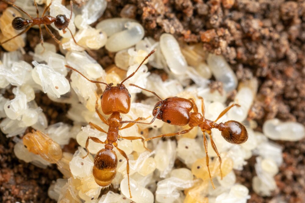 leaf-litter ants