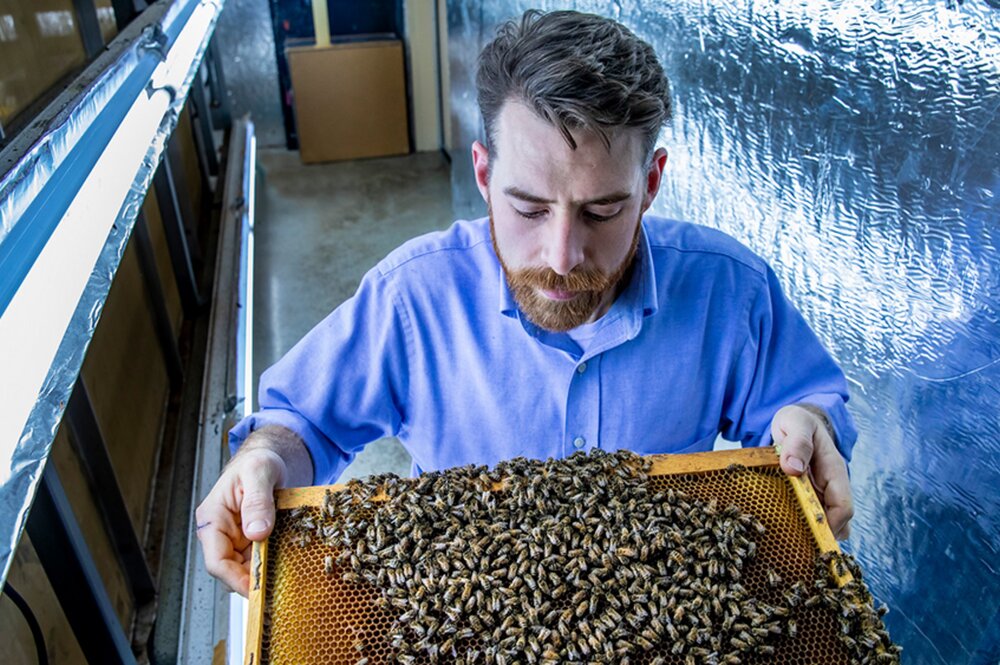 man holding honeycomb with bees