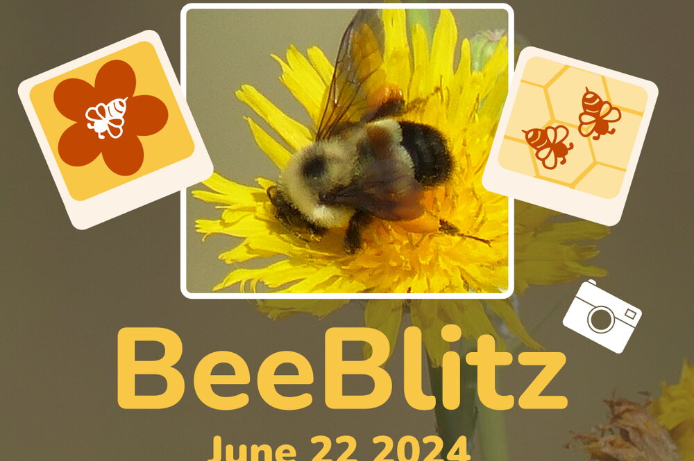 BeeSpotter, block-I, photo and graphics of bees and camera, BeeBlitz, June 22 2024, beespotter.org/beeblitz