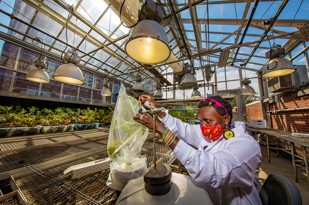  Entomology professor Esther Ngumbi studies how two varieties of tomato plants and tobacco hornworm larvae respond to flooding. The hornworm caterpillars are enclosed in plastic bags affixed to the tomato plants.