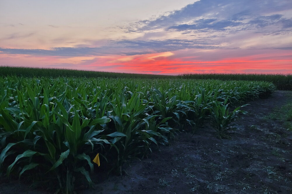 A field of two-foot-tall sorghum plants at sunset. The sky has streaks of pink and blue.