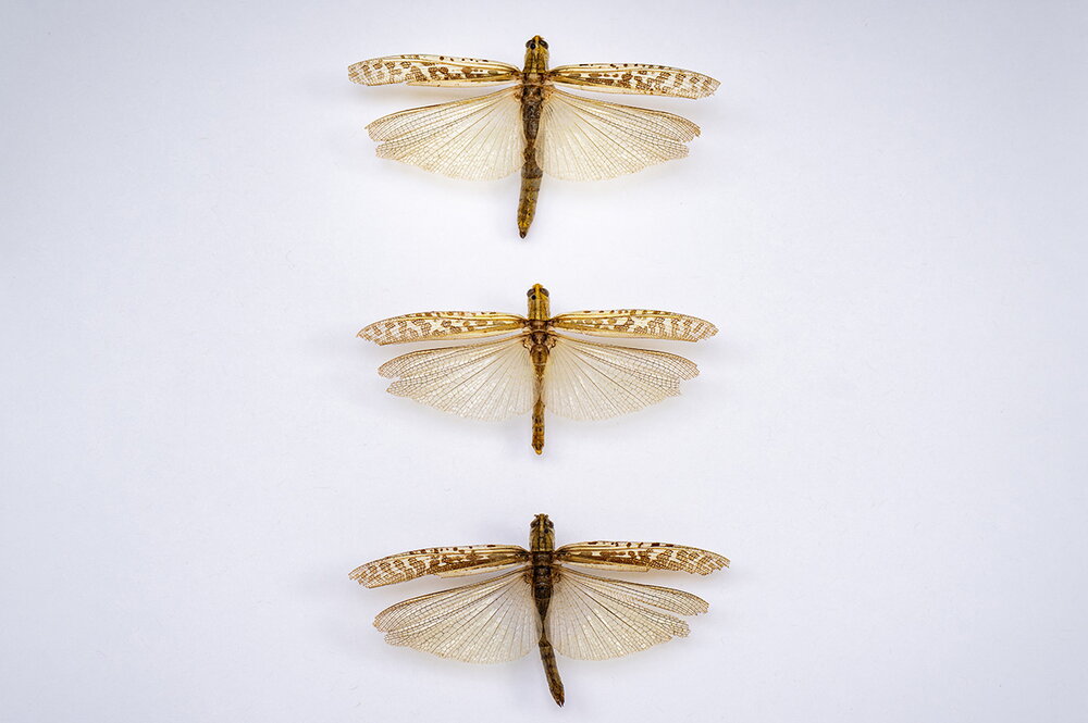 Three grosshoppers lined up vertically with wings spread