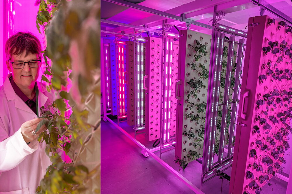 A woman in a lab coat looking at plants growing with fluorescent lights