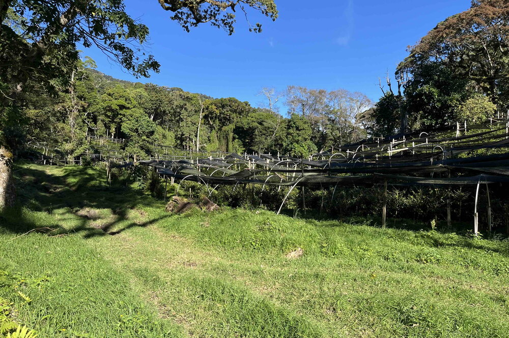 coffee farm land with trees and grass