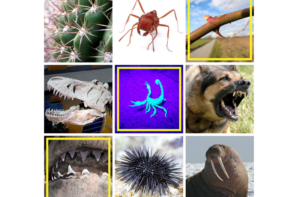 A collage of animals that can cause punctures