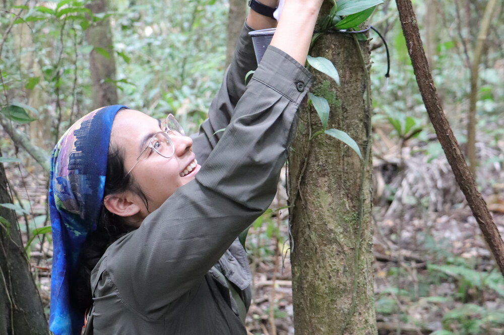 A woman in a bandana reaching up into a tree