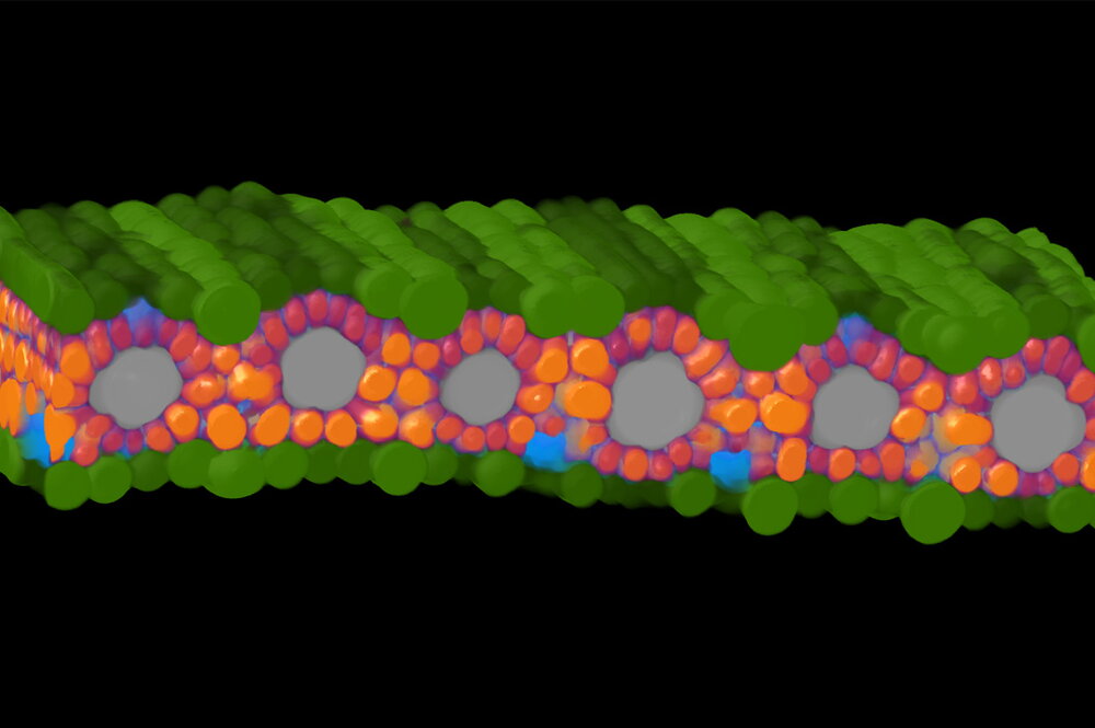 A machine-learning labeled cross-section of a sorghum leaf generated with microCT imaging