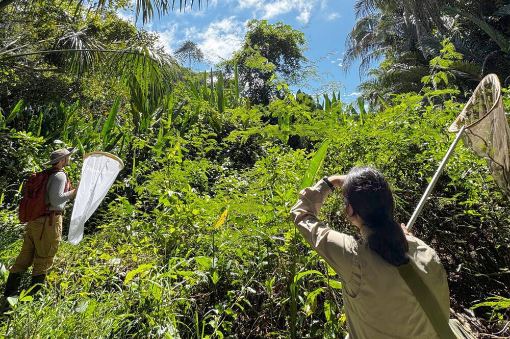 Two people with bug nets looking into a sunny forest