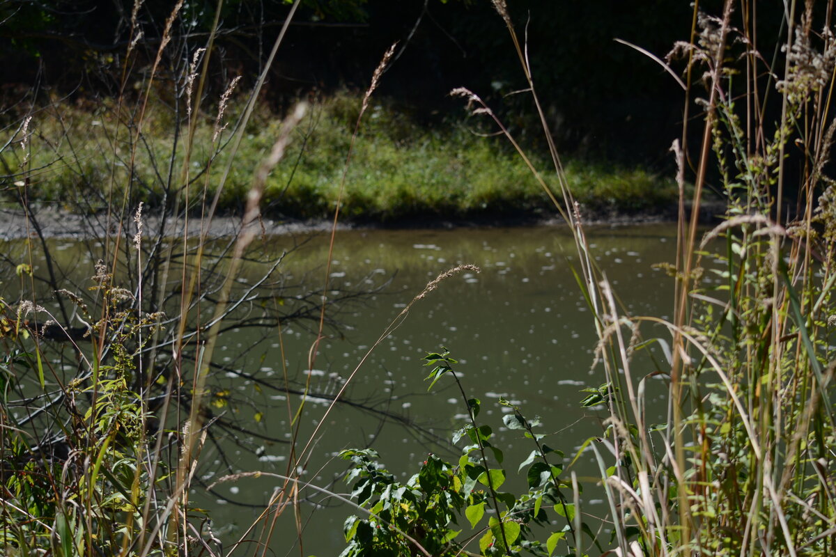 A photo of plants in the foreground and a river in the background