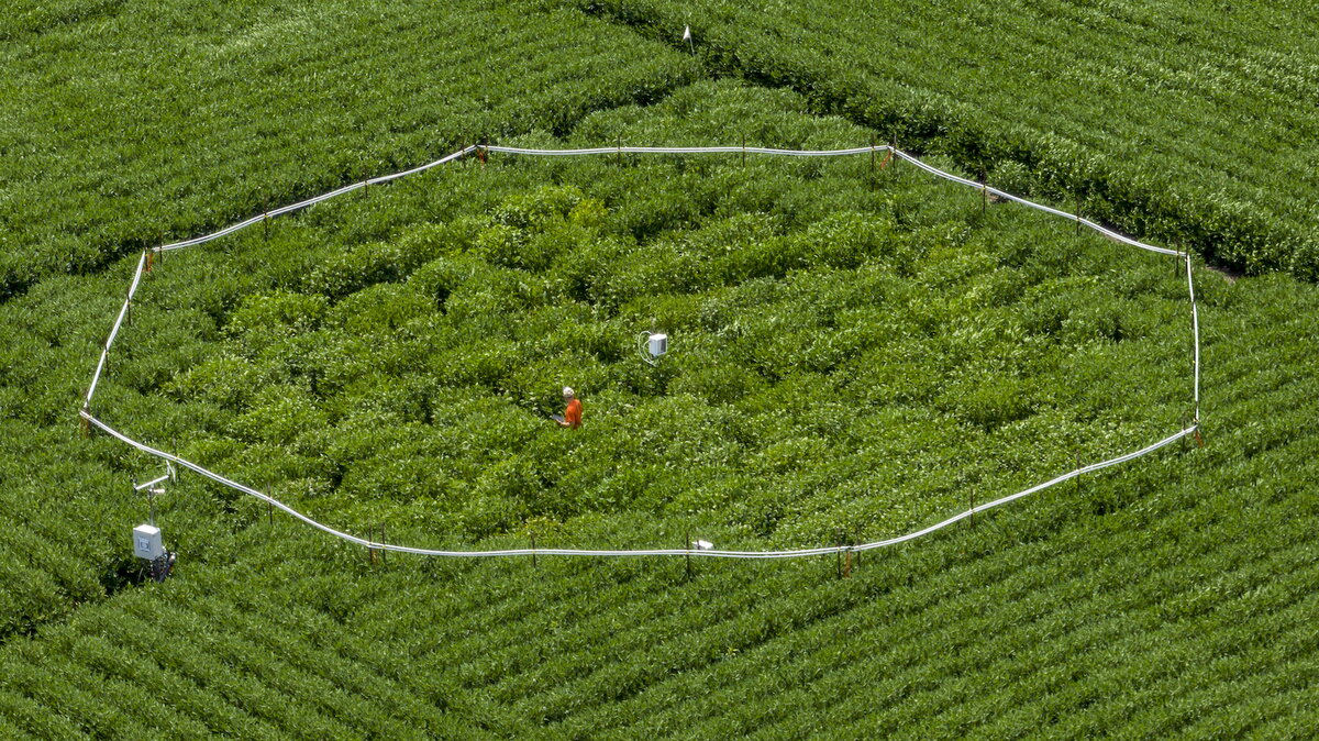 A photo of people working in a soy field