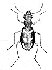 coleoptera