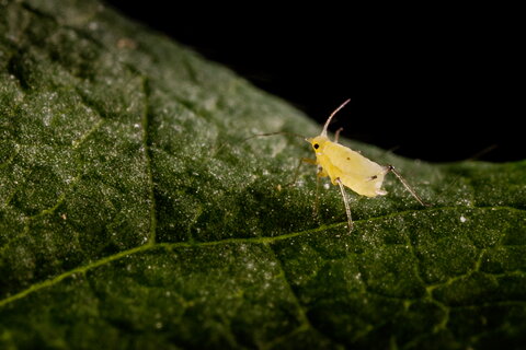 an insect on a leaf