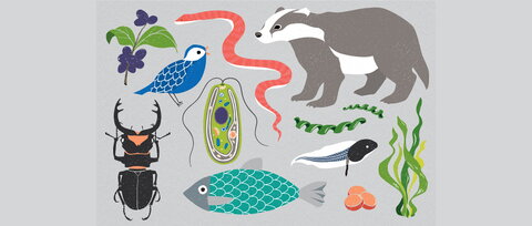 a graphic of flora and fauna