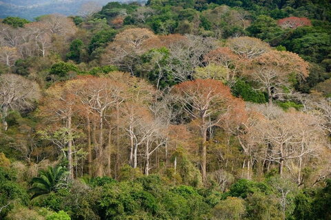 overhead view of a tropical forest