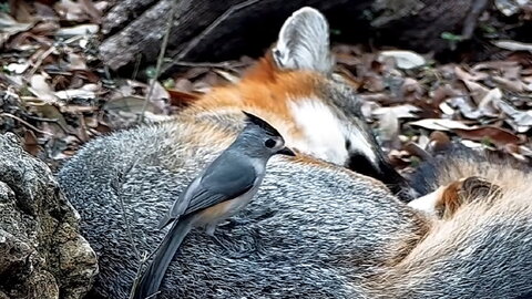 bird perched on what looks like a coyote