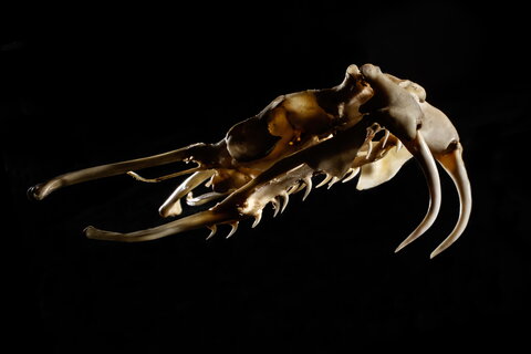 a viper skull