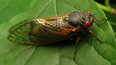 Cicada on a leaf