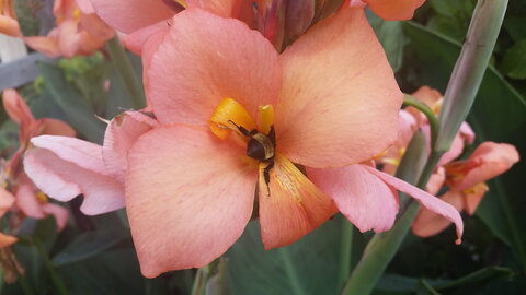 bee getting nectar from a pink flower