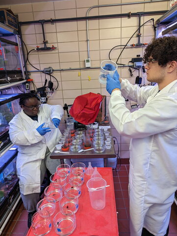 Students conducting research in the Fischer lab