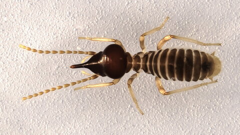 a termite