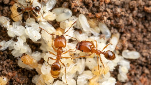 Ants in their nest (Florida)