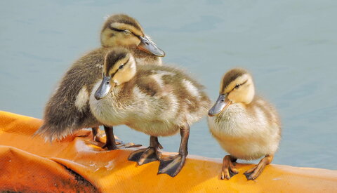 three ducks