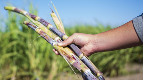 arm holding oilcane