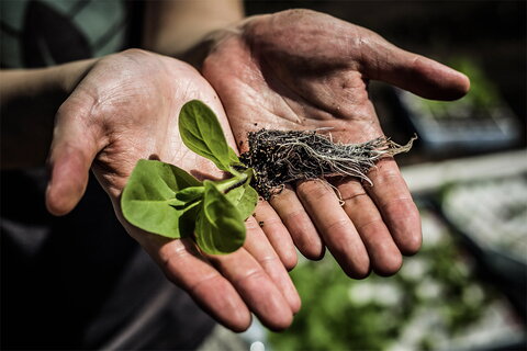 hands showing a seedling