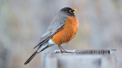 bird with orange chest and grey wings