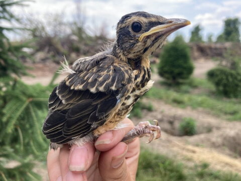 a young bird being held by a graduate student researcher