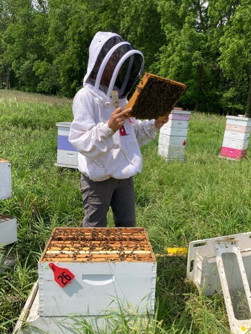 Graduate student in a full bee suit inspecting a beehive