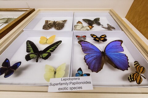 Butterfly collection