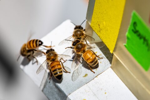 Bees at the Bee Research Lab