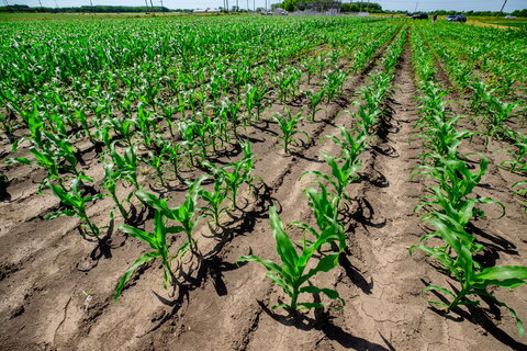 a field of growing corn