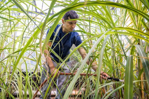 Student working in tall grass