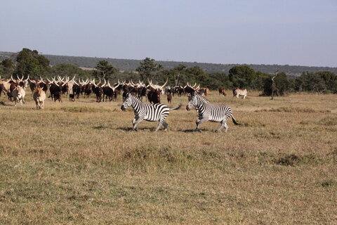 zebras running by a herd of cows